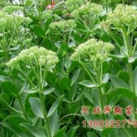 八寶景天