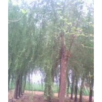 供應(yīng)，毛白楊，千頭椿，法桐