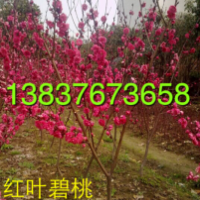 2公分碧桃，3公分紅葉碧桃價格