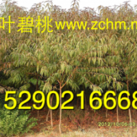 5公分碧桃，7公分碧桃價格，3公分碧桃報價