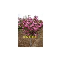 最新苗木報(bào)價(jià)_綠化苗木價(jià)格_花木價(jià)格_苗木價(jià)格查詢