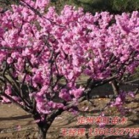 定州市榮旺苗木花卉農(nóng)民專(zhuān)業(yè)合作社