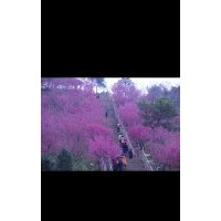 福建山櫻花