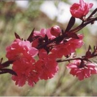 供應(yīng) 碧桃 園林風(fēng)景樹(shù) 行道樹(shù) 庭院風(fēng)景樹(shù) 紫葉碧桃