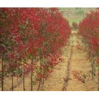 今年2公分3公分紅葉石楠價(jià)格 南京紅葉石楠價(jià)格