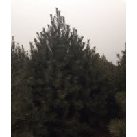 供應3米以上白皮松