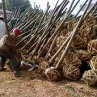 苗圃供應欒樹價格 江蘇5公分13公分欒樹價格
