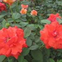 供應(yīng)紅帽月季，紅帽月季小苗，紅帽月季工程苗，江蘇沭陽(yáng)紅帽月季