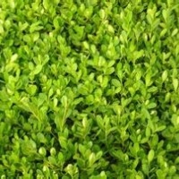 豆瓣黃楊價(jià)格|河南豆瓣黃楊報(bào)價(jià)