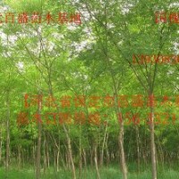 河北優(yōu)質(zhì)國(guó)槐
