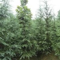 供應(yīng)雪松廣玉蘭白玉蘭紅葉石楠