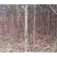 大量供應(yīng)2、3公分桂花，數(shù)量幾十萬株