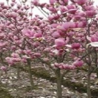 現(xiàn)在2公分紅玉蘭價格苗圃出售5公分紅玉蘭