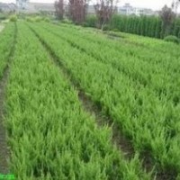 江蘇提供龍柏價格 0.5米龍柏價格供應