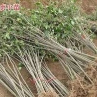 江蘇供應(yīng)大葉女貞價(jià)格，2公分3公分大葉女貞價(jià)格