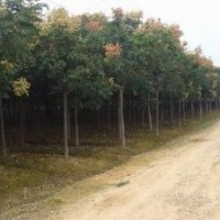 綠化苗木黃山欒樹價格