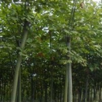現(xiàn)在青桐價格提供優(yōu)質10公分青桐出售