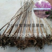 江蘇1.5米高滿條紅紫荊苗一公分紫荊樹苗春季觀花