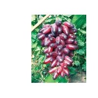 占地葡萄大苗，優(yōu)質(zhì)葡萄品質(zhì)苗，葡萄苗批發(fā)