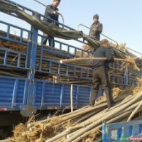 專供山西：速生楊，毛白楊，新疆楊