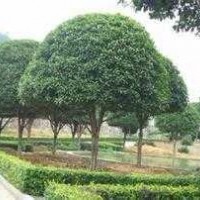 湖南12公分精品桂花樹，14公分全冠桂花樹，湖南桂花樹基地
