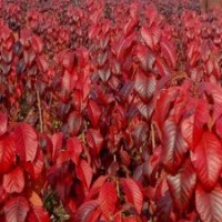 紅葉櫻花苗供應