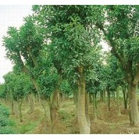 供應(yīng)湖南3米截桿香樟，12公分全冠香樟樹，精品香樟樹