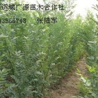 1米以上速生國槐小苗大量出售、雙季國槐大量供應(yīng)