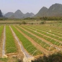 最新白玉蘭小苗價(jià)格 供應(yīng)10公分白玉蘭價(jià)格