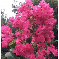 四川成都溫江供應(yīng)紫薇，桂花，櫻花，楠木
