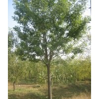 供應(yīng)、各種綠化大小苗木、