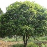 供應湖南14公分精品全冠桂花樹，15公分移栽桂花樹，桂花樹種植基