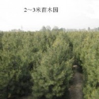 鈣果，國槐，白皮松