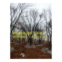 陜西龍誠(chéng)園林-茶條槭 蒙古櫟 五角楓等綠化苗木大量供應(yīng)