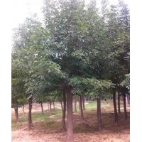 天津現(xiàn)在18公分白蠟多少錢