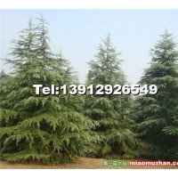 經(jīng)營各種規(guī)格欒樹, 馬褂木，樸樹，櫸樹，香樟，白槭樹，楸樹，紅