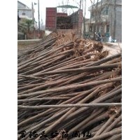 3公分欒樹價(jià)格