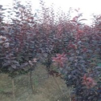 大量紅葉李小苗批發(fā)，四公分紅葉李供應，山東紅葉李樹苗