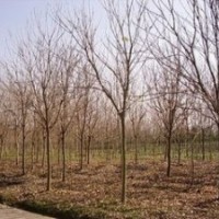 南京欒樹價(jià)格 米徑2公分3公分4公分5公分6公分欒樹價(jià)格