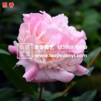 老吉園藝供應(yīng)優(yōu)質(zhì)烈香茶花、千里香茶、香妃茶等百余種茶花苗