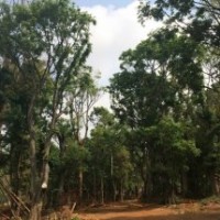 【樸樹滇樸、黃連木】出售