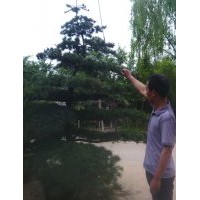 直銷造型五針?biāo)桑煨妄埌?，造型小葉黃楊，造型大葉黃楊