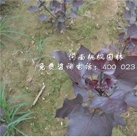 全紅楊最美最紅河南桃楓園林