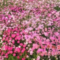 常夏石竹