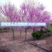 宿遷叢生紫荊工程苗3-10個分支叢生紫荊苗基地供應(yīng)
