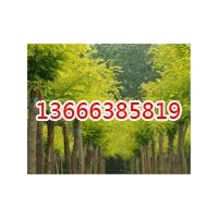 生態(tài)綠苗木常年供應(yīng)各種規(guī)格苗木-大量的批發(fā)
