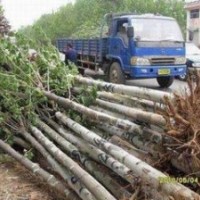 自產(chǎn)自銷法桐價(jià)格 10公分12公分法桐報(bào)價(jià)