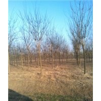 10公分國槐樹價(jià)格