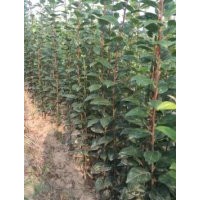 山西西府海棠苗 綠華苗木合作社 西府海棠苗價(jià)格