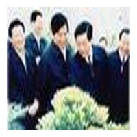 供應(yīng)含笑，含笑花，含笑苗，江蘇含笑，別名：香蕉花、含笑梅、笑